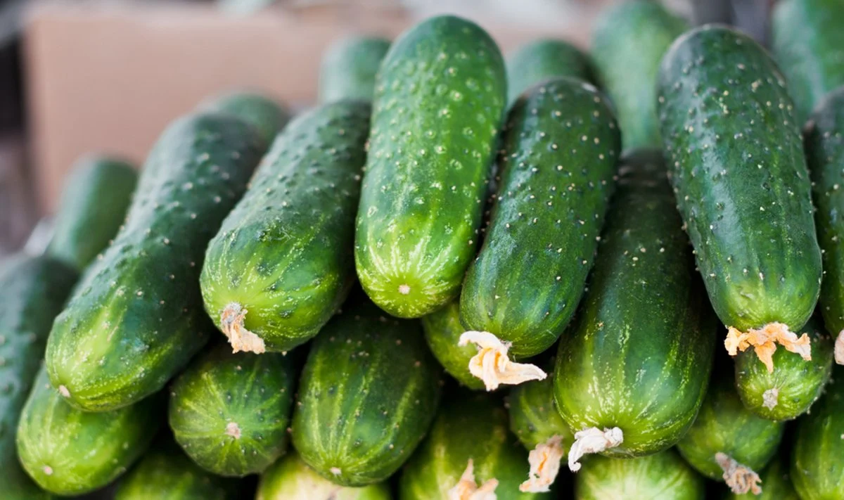 Lietuvos rinkoje esančiuose agurkuose pavojingos bakterijos nėra