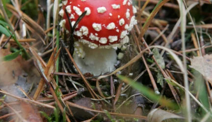 Ką svarbu žinoti renkant grybus?