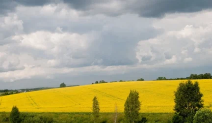 Seimas uždraudė auginti GMO saugomose teritorijose