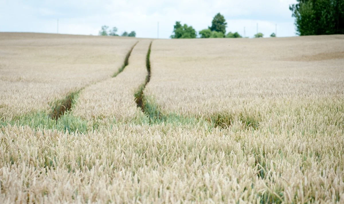 Ozonas – nematomas gydytojas