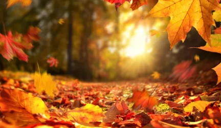 Rudens ABC: Ruduo ir kosulys