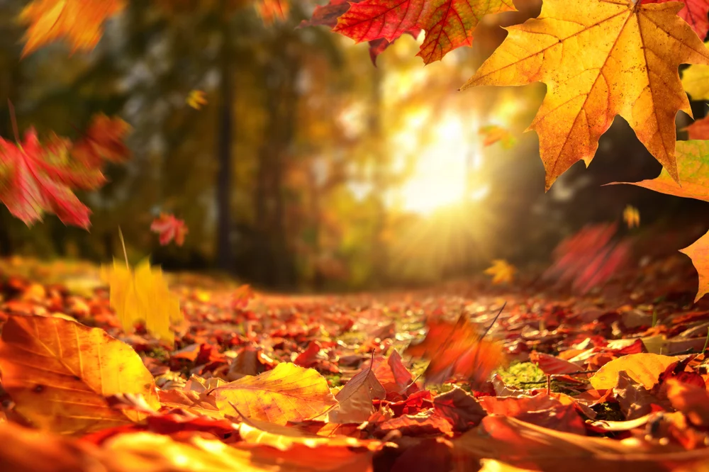 Rudens ABC: Ruduo ir kosulys