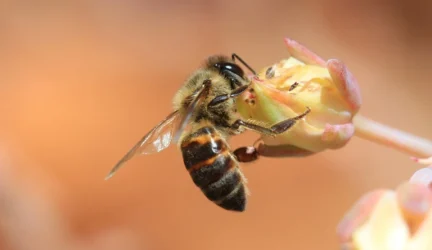 Bičių produktų pavadinimų naujadarai gali klaidinti vartotojus