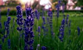 Pavasario šauksmas!