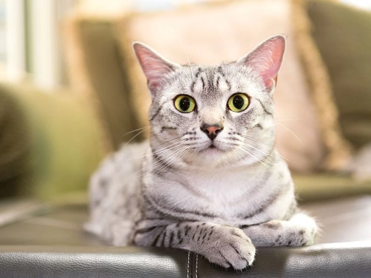 Kačių platinama toksoplazmozė pavojingiausia nėščioms moterims