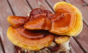 Tikrinis blizgutis (reishi grybas) – magiškasis herojus Jūsų imunitetui ir dvasinei pusiausvyrai