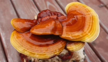 Tikrinis blizgutis (reishi grybas) – magiškasis herojus Jūsų imunitetui ir dvasinei pusiausvyrai