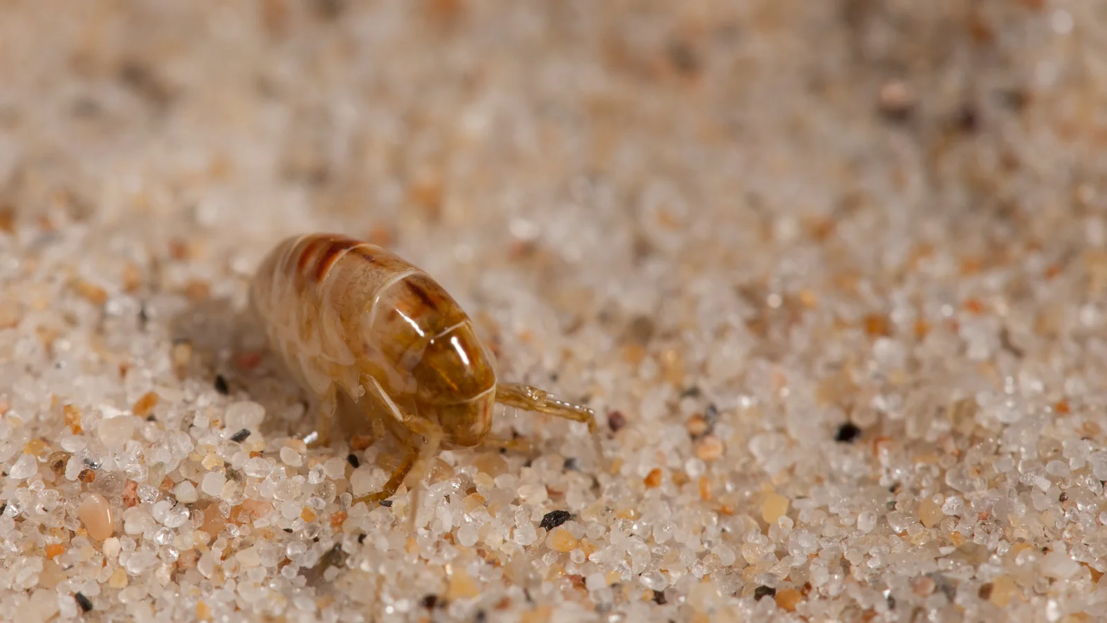 Rudenį – blusų antplūdis