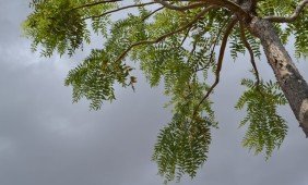 Bosvelija – Jūsų sveikatai ir grožiui