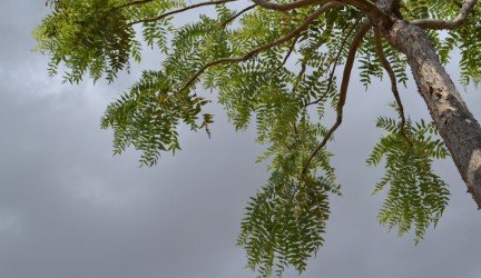 Bosvelija – Jūsų sveikatai ir grožiui