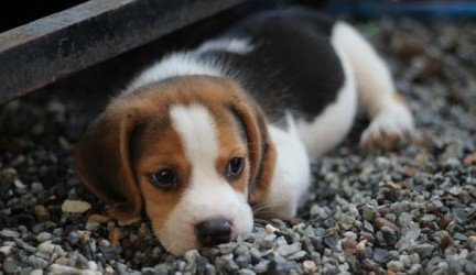 Veterinarijos klinika Vilniuje: rūpinkitės savo augintiniu atsakingai