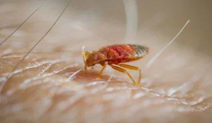 Kenkėjų TOP 5: nuo blakių iki blusų
