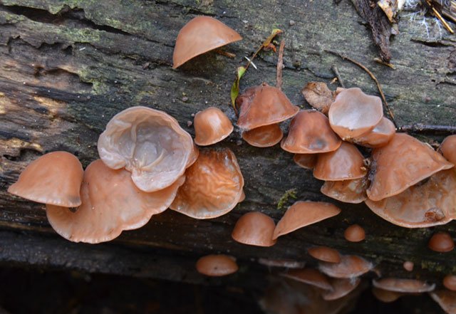 Kaip medicininiai grybai mažina cholesterolį?