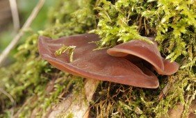 7 pribloškiančios AURI 25 naudos Jūsų sveikatai