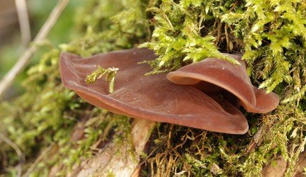 7 pribloškiančios AURI 25 naudos Jūsų sveikatai