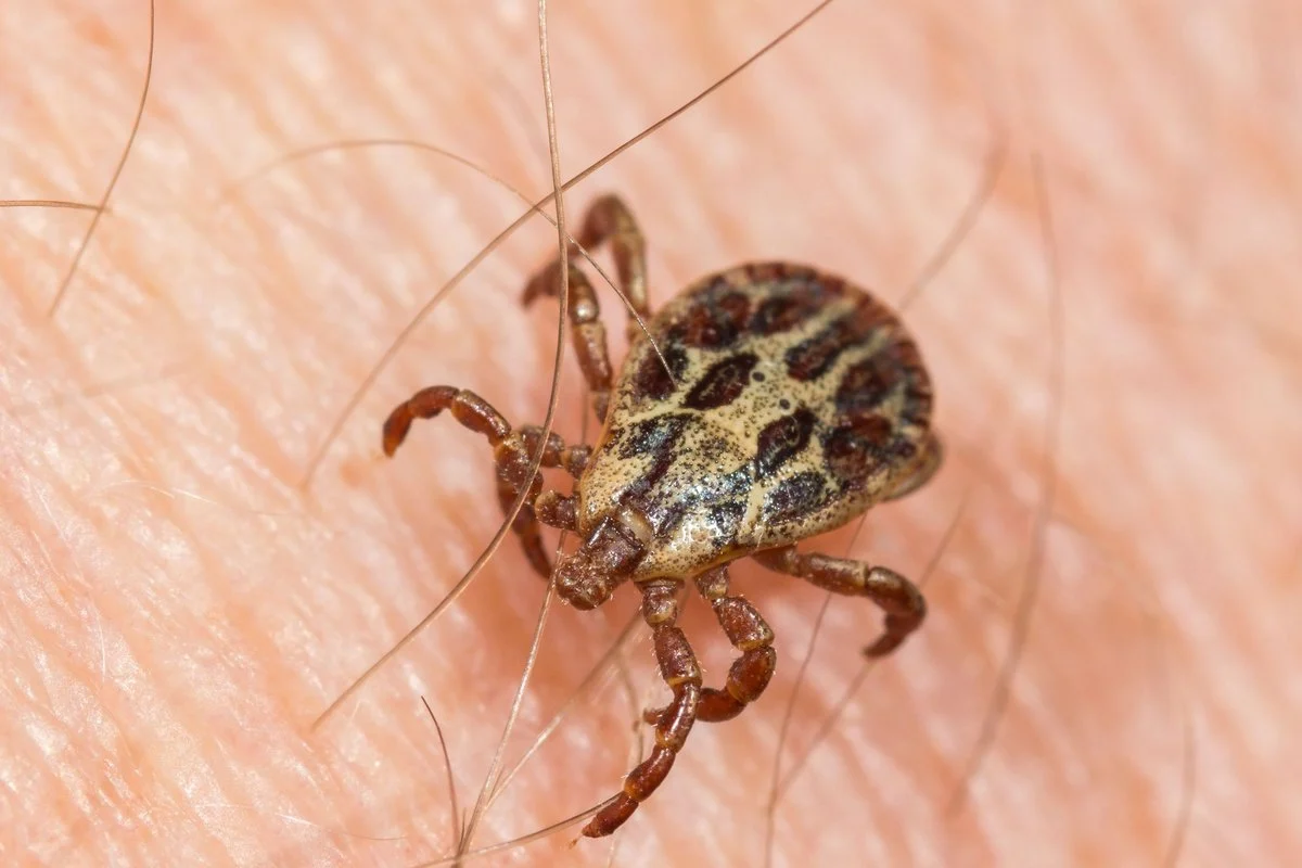 Gydytoja epidemiologė atsakė į dažniausiai pateikiamus klausimus apie Laimo ligą