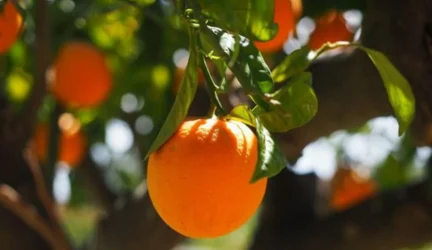 Koronaviruso pandemija karūnavo apelsiną