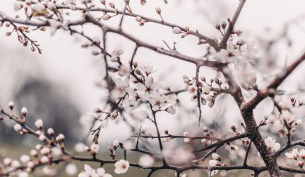 Žiedadulkių audrų sezonas ilgėja – kada būna pavojingiausia