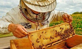 Kodėl ne visi bičių pikio produktai vienodai veiksmingi?
