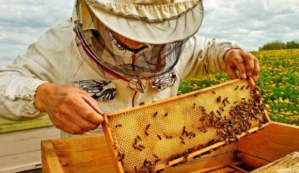 Kodėl ne visi bičių pikio produktai vienodai veiksmingi?
