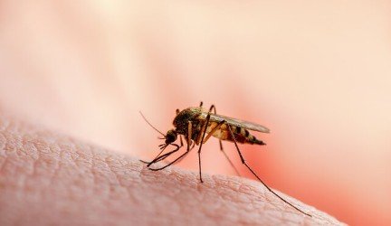Vaistininkė: apsisaugoti nuo uodų padės eteriniai aliejai ir malta kava