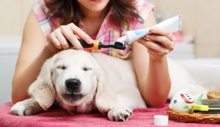 Šunų ir kačių dantų priežiūra: norint išvengti pasekmių, dantis reikia valyti kasdien