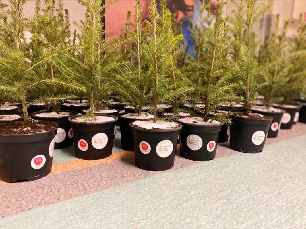 Kraujo donorams eglutės