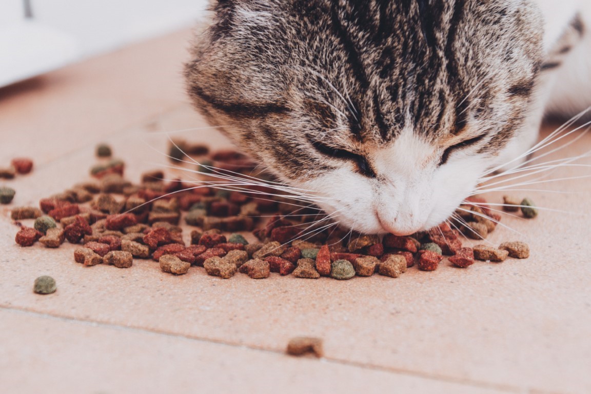 Kokia kačių maisto sudėtis bus geriausia