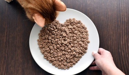 Sausas kačių maistas koks maistas tinkamiausias