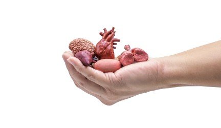 Inkstų transplantacija