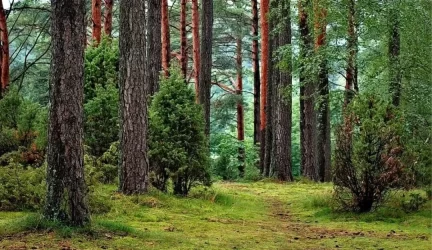 Miškų terapija