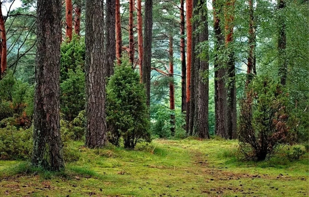 Miškų terapija