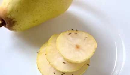 Vaisinės muselės