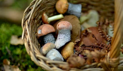 Apsinuodijymas grybais