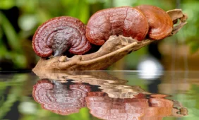 funkcinių grybų galia