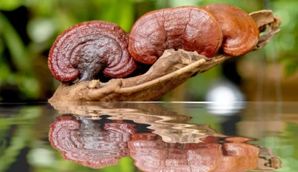 funkcinių grybų galia