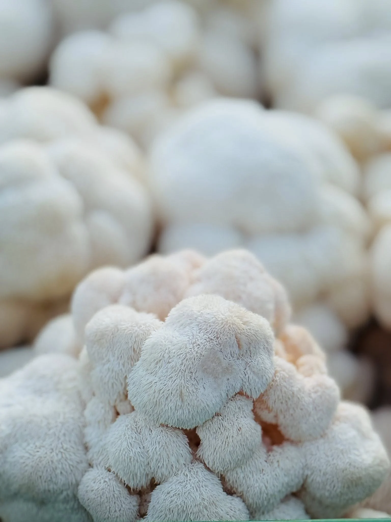 Funkciniai grybai vartojimas