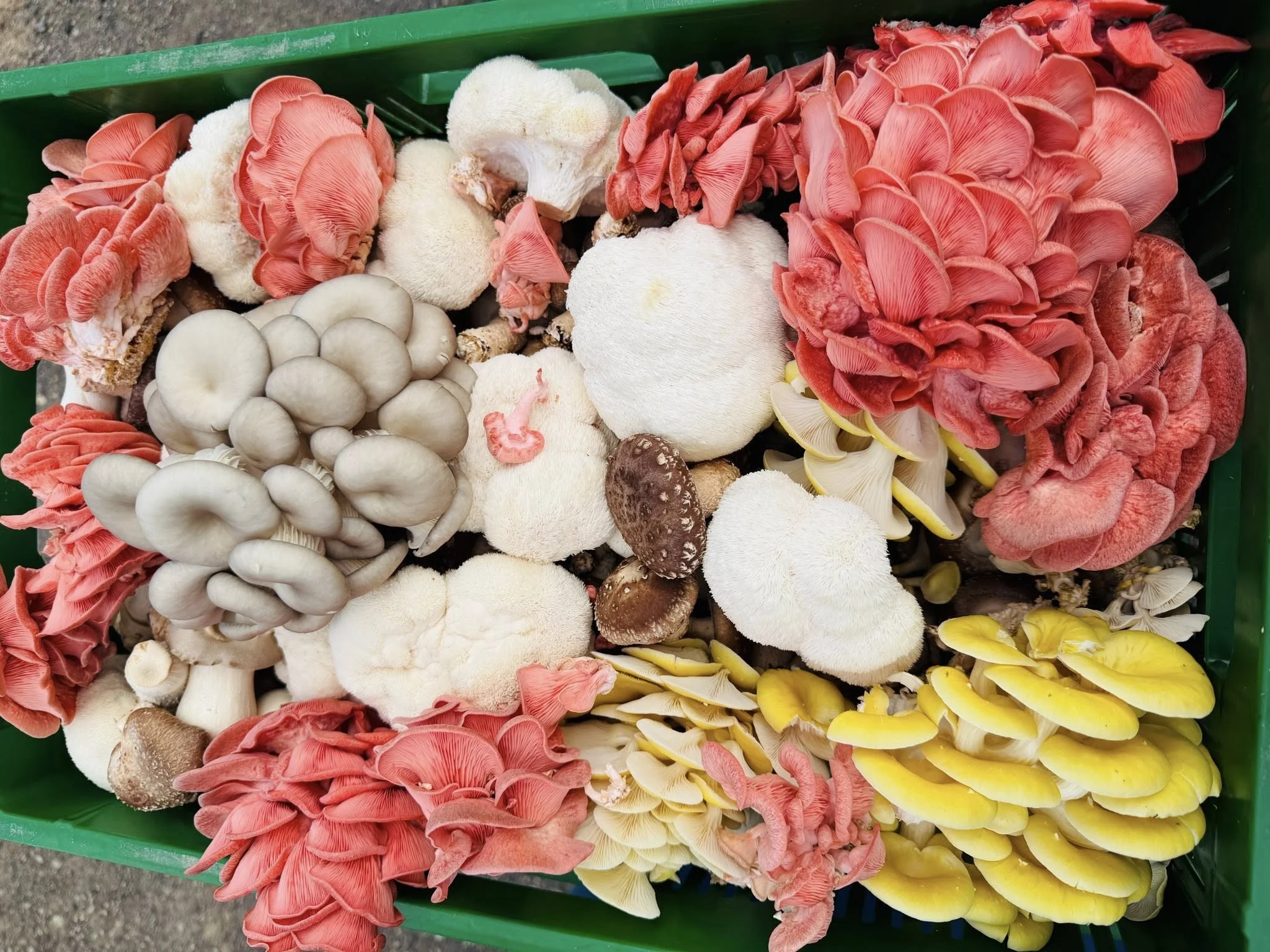 Funkciniai grybai energija