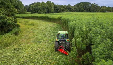 Pluoštinės kanapės