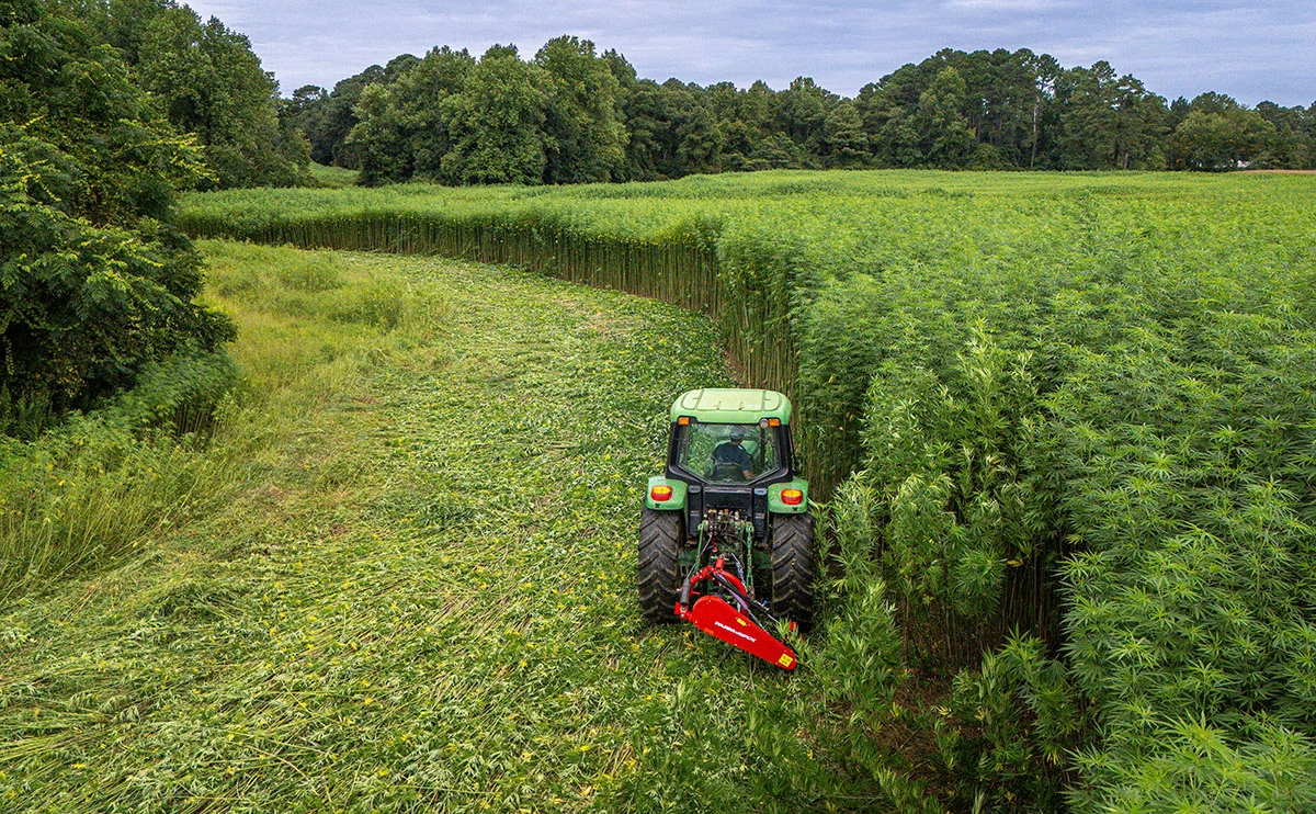 Pluoštinės kanapės