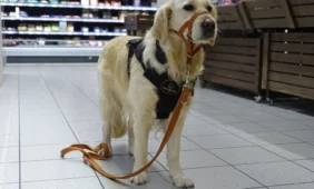 Šuo pagalbininkas (nuotr. Irinos Liubertės)