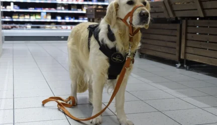 Šuo pagalbininkas (nuotr. Irinos Liubertės)