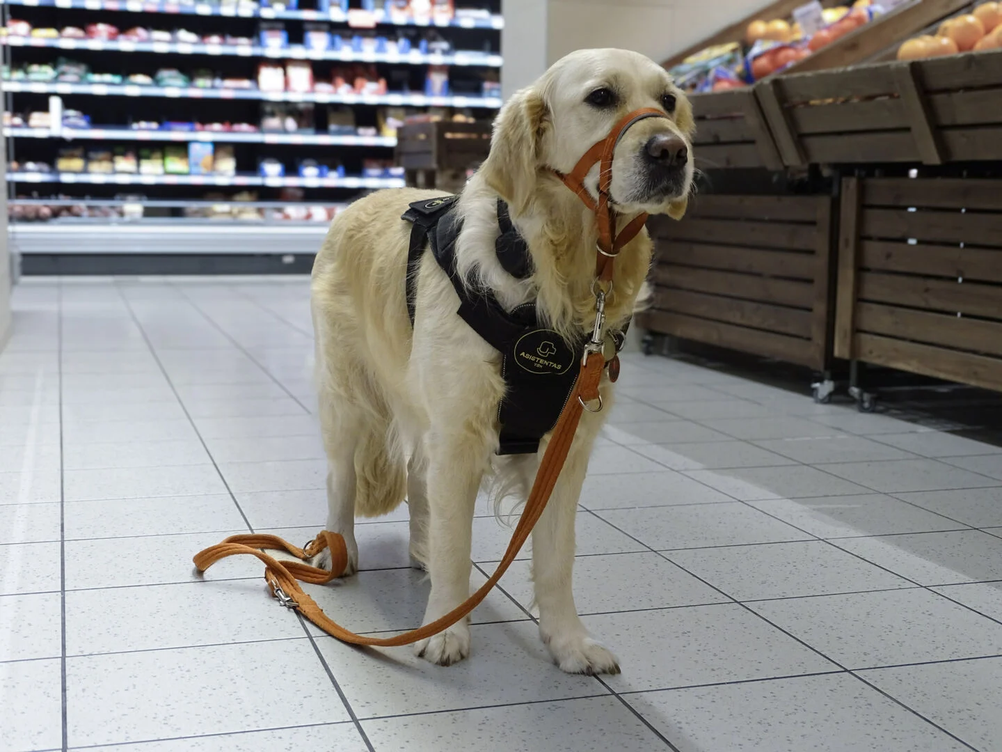 Šuo pagalbininkas (nuotr. Irinos Liubertės)