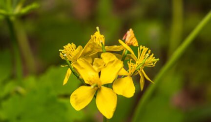 Ugniažolė (Chelidonium)