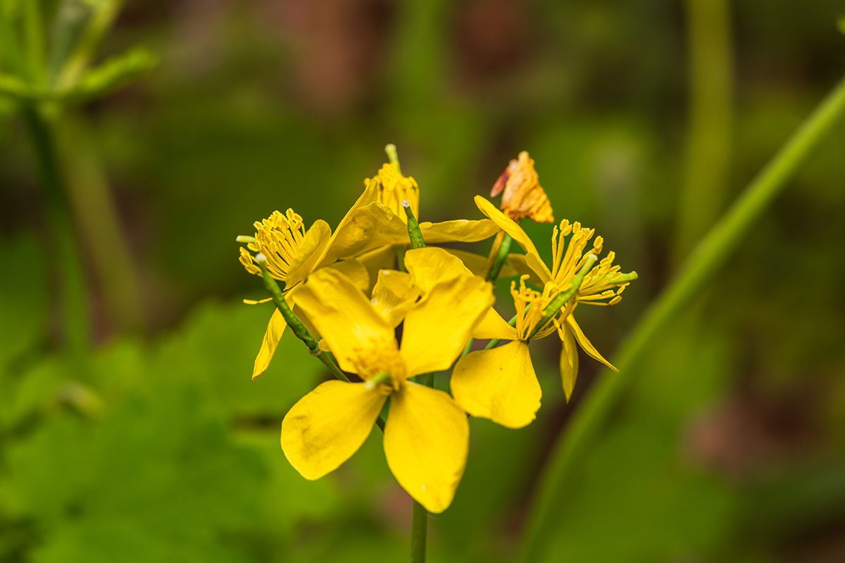 Ugniažolė (Chelidonium)